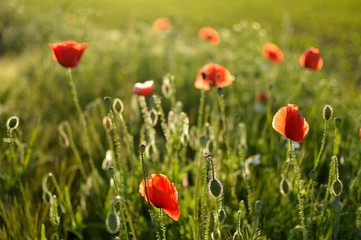 Beautiful summer poppy flowers with red petals. Blooming plants at sunset. Poppy field
