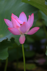 lotus
