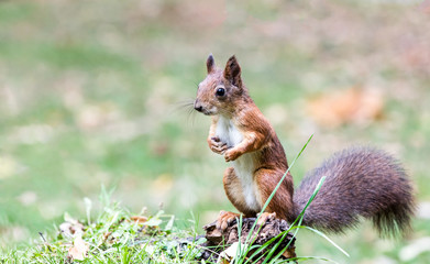 young red squirrel sitting on stump of tree in forest on blurred green grass background