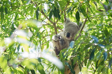 Koala in a Gum Tree
