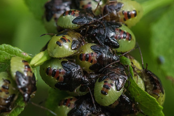 Bugs forest, green, reproduction of bedbugs