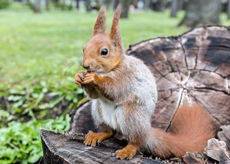 funny young red squirrel sitting on tree stump in forest and eating nut 