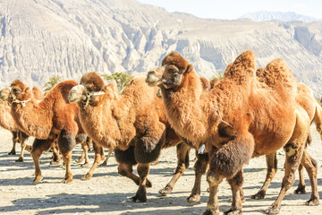 Camel on Nubra valley