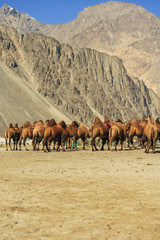 Camel on Nubra valley