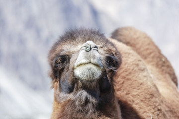 Camel on Nubra valley