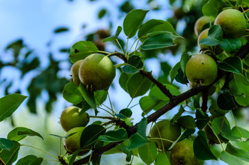 Pears on branch of the pear tree