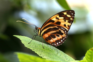 Obraz na płótnie Canvas Butterfly Tiger Mimic Lycorea halia cleobaea tropical milkweed butterfly 