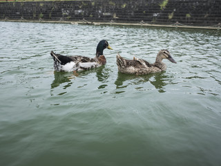 鴨の遊泳