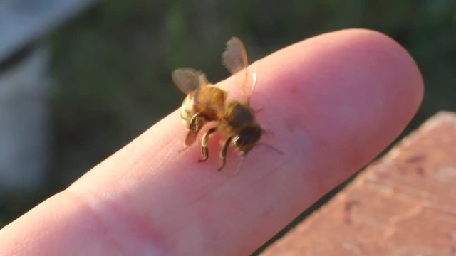 Bee stings a man.
Bee sting trying to remove from the human 

