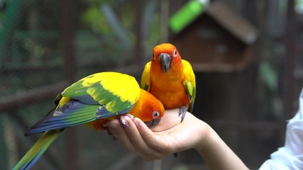 Hand Holding and Feeding Parrots - Animal Care Concept.
