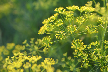 Yellow flower of dill.