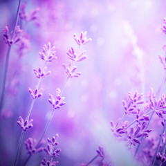 Naklejka na ściany i meble Lavender flower field, image for natural background, selective focus