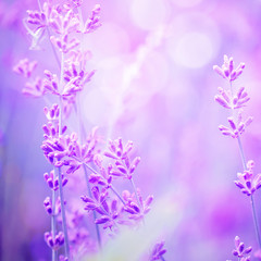 Lavender flower field, image for natural background, selective focus