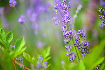 Lavender flower field, image for natural background, selective focus