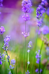 Lavender flower field, image for natural background, selective focus