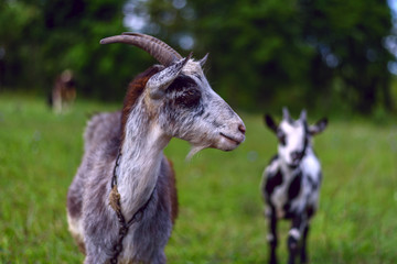 A goat grazes on a green meadow in summer