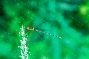Summer landscape. Small green dragonfly on a flower on an emerald background blur, close-up, macro