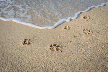 Dog footprints in sand at beach.