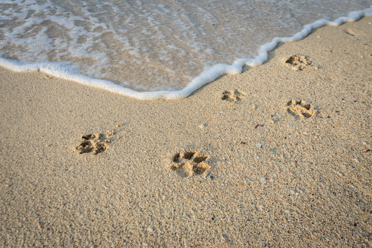 Dog footprints in sand at beach.