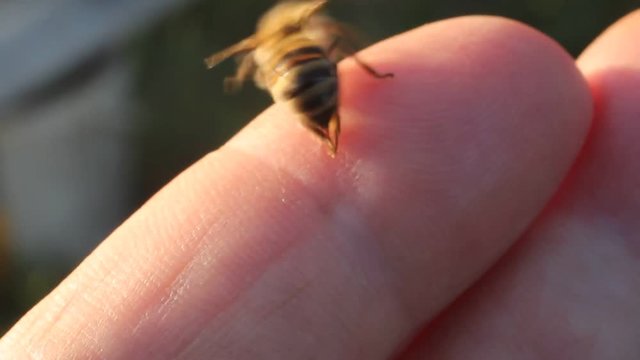 To protect bee uses the poison that admits into body of aggressor with a thin sting.
