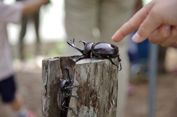 カブトムシに触る子供の手