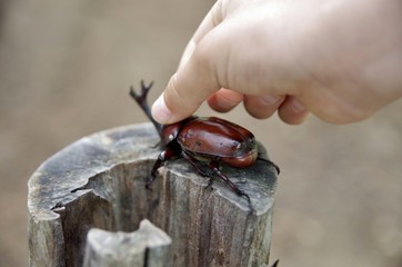 カブトムシに触る子供の手