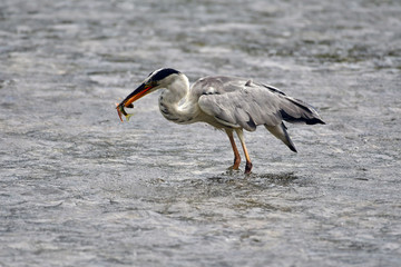 Great egret has just caught fish 