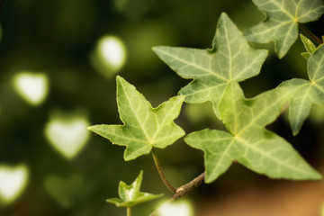 Fototapeta na wymiar green leaves isolated with heart bokeh at background , summer and spring background for refreshing