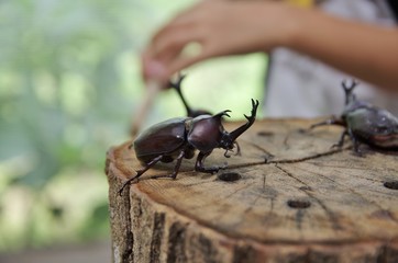 カブトムシに触る子供の手