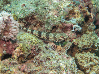 tropical fish at the coral