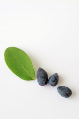 かわいいハスカップ