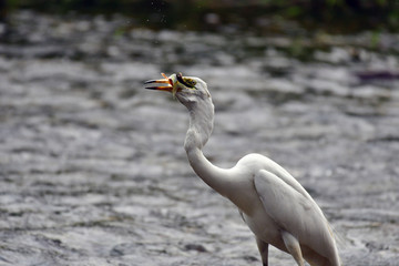 Great egret has just caught fish 