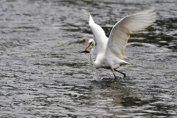 Fototapeta na wymiar Great egret has just caught fish 