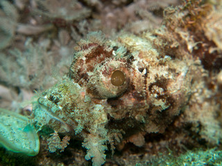 Naklejka na ściany i meble scorpion fish at the coral
