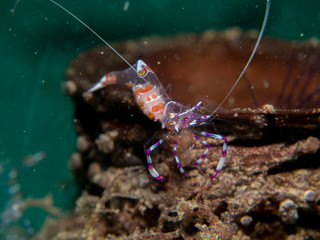 Ghost shrimp with Sea anemone