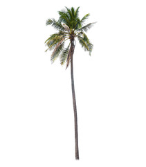 Tree isolate on white background