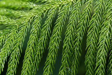 Green leaves texture background