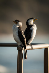 Little Pied Cormorant's