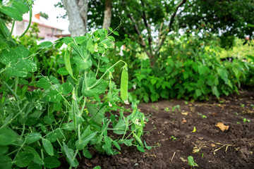 The green peas in the vegetable garden