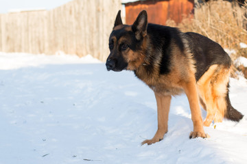 Dog german shepherd in a village in a winter 