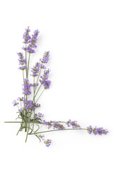 Aromatic Lavender herbs