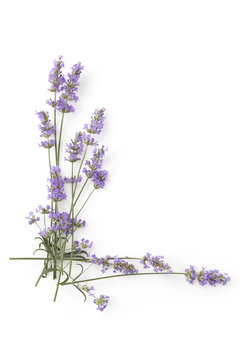 Fototapeta Aromatic Lavender herbs