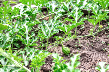 Small green watermelon on the field. young sprout of watermelon growing in the garden