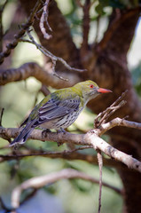 Olive Backed Oriole