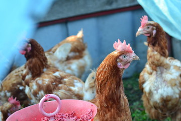 chicken