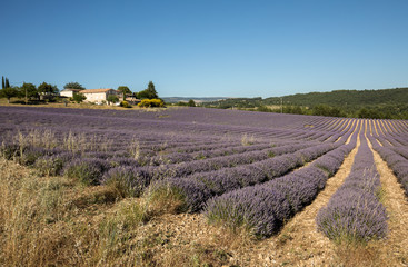 Lavender field in Provence, near Sault, France