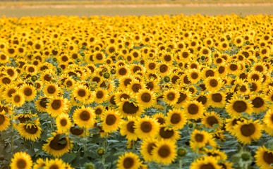 Naklejka premium Sunflowers field near Arles in Provence, France
