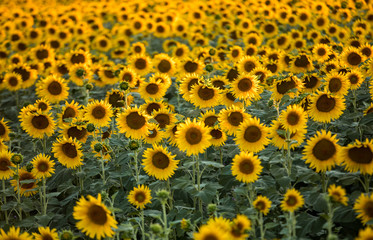 Naklejka premium Sunflowers field near Arles in Provence, France