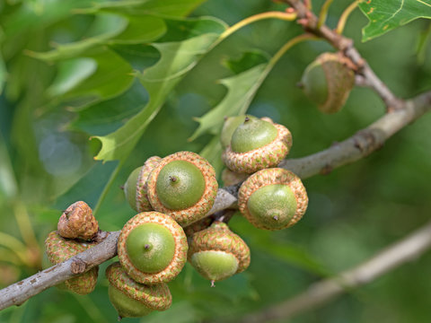 Sumpf-Eiche, Quercus palustris, Eicheln