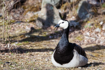 Big duck is  resting - barnacle goose